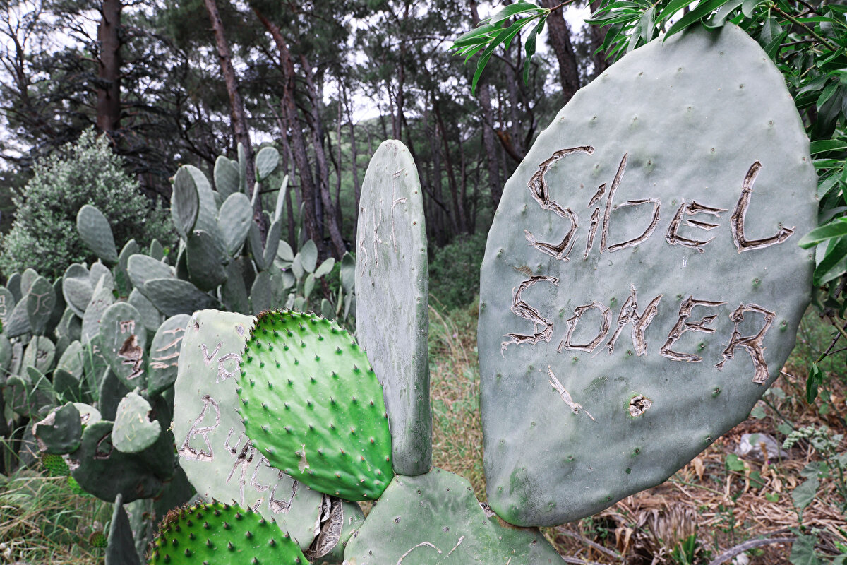 Kumluca ilçesinde Olimpos Antik Kenti çevresinde sık görülen Orta Amerika'ya özgü, zorlu iklimlere uyum sağlayan ve uzun ömürlü Opuntia kaktüs türlerinin başı 'aşıklar'la dertte. Türkiye'de 'kaynanadili' olarak da bilinen bu kaktüslere çiftler isimlerini yazıp, kalp şekli kazıyarak zarar veriyor.<br><br>