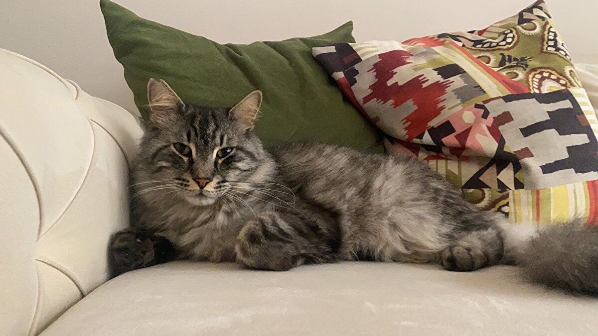 Kedisini bulmak için afiş ve broşürler hazırlatan üniversite öğrencisi, kedisini bulana önce 2 bin 500 lira şeklinde ödül belirlerken, bu rakamı daha sonra 10 bin liraya çıkardı.<br><br>Mars'ı bulmak için umutlarını yitirmeyen Berfin Akbaş, şimdi Silivri sokaklarını karış karış dolaşarak, hazırlattığı broşürleri dağıtıyor.