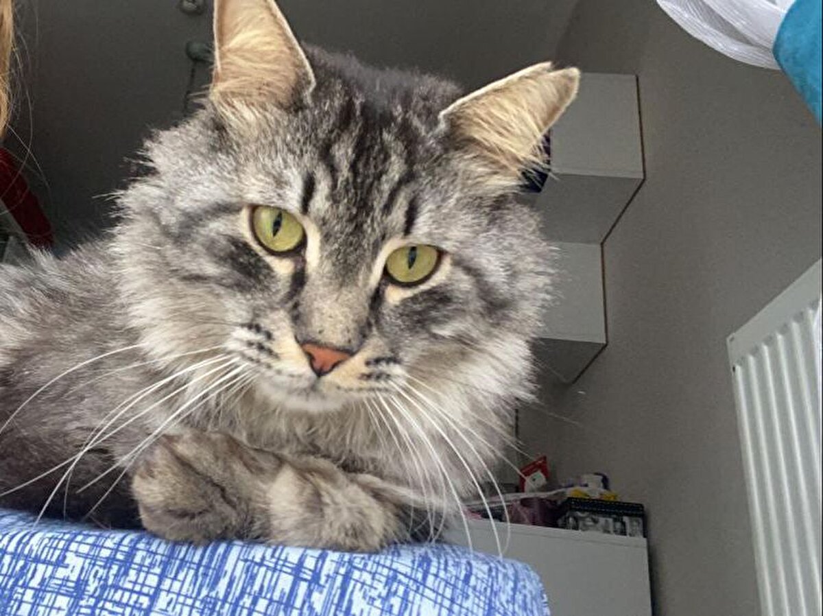 İstanbul Silivri'de yaşayan 20 yaşındaki Berfin Akbaş, “Mars” isimli çok sevdiği kedisini 1 Mayıs'ta kaybetti.<br><br>Büyük üzüntü yaşayan Berfin Akbaş, sokak sokak dolaşarak onu aramaya başladı.