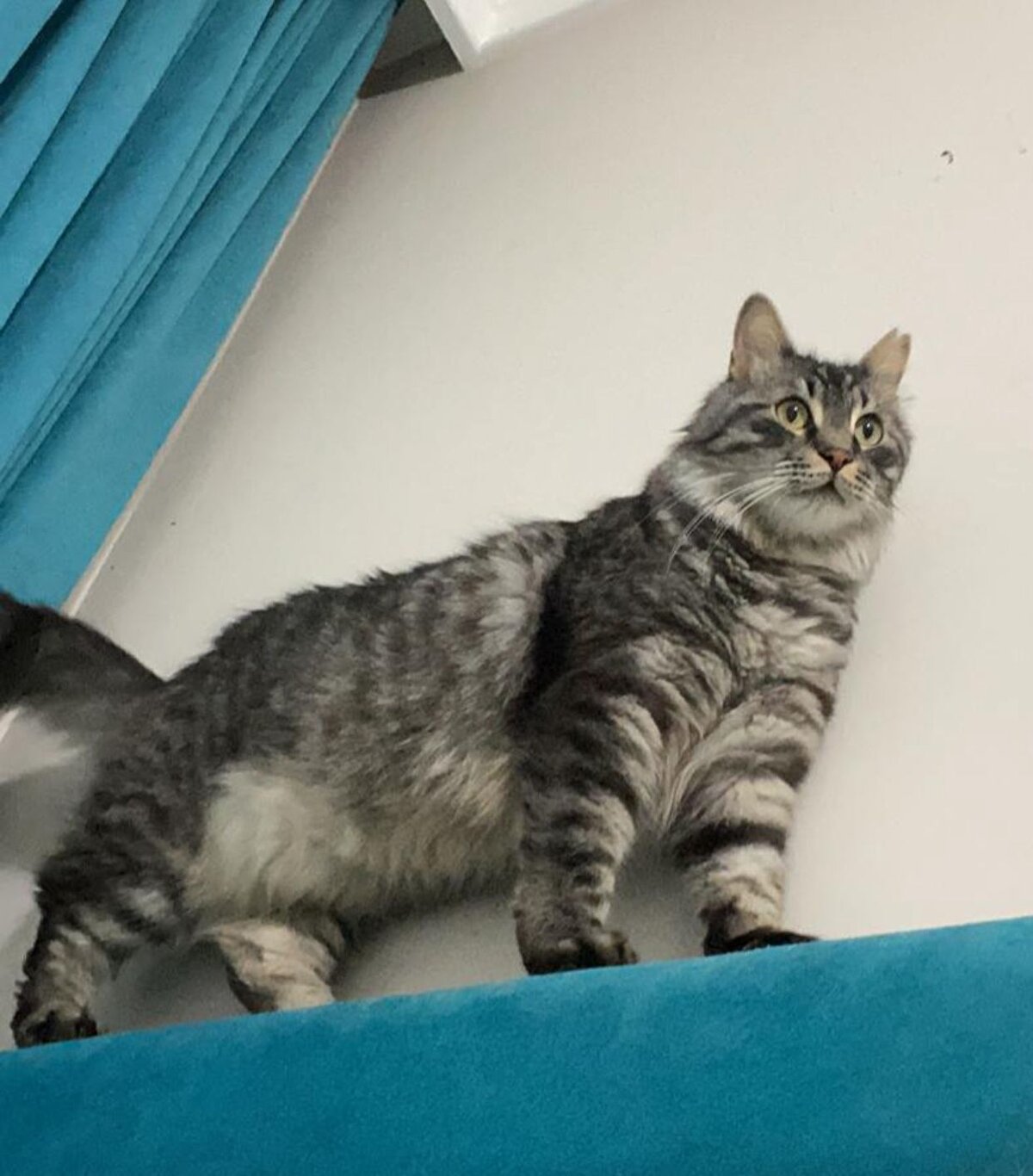 “Onun sayesinde diğer kedileri sevmeye başladım”<br>Mars'ın kendisi için çok özel bir kedi olduğunu belirten Akbaş, “Çok üzgünüm. Bize oğlum daha 6 aylıkken gelmişti. Benim için çok özel bir kedi. Diğer kedilerden korkardım. Onun sayesinde, kedim sayesinde diğer kedileri sevmeye başladım. Benim oğlum, 1 Mayıs Pazar gününden bu yana kayıp. Bugün tam bir hafta oldu. Biz onu çok özledik, çok seviyoruz.” dedi.<br><br>