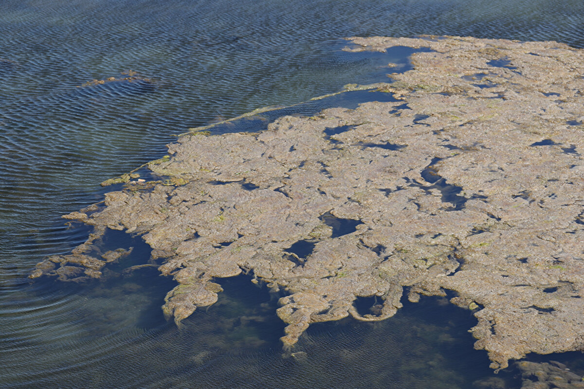 Bu durumun temiz sularda oluşmasının beklenmediğini söyleyen Albay, "Su değişimi oldukça kısıtlı olduğu için o bölgede aynı şey yıllardır olur. Suyun üstünü kapattığınız zaman oksijen miktarı diplerde düşünce suyun kalitesi de doğal olarak bozulacaktır. Ölçümlerimize göre toksik bir durum yok. Alg çoğalması var. Bunun takip edilmesi lazım, bizim tahminimiz bu sorunun kısa zaman içinde biteceği yönünde" dedi. <br><br>