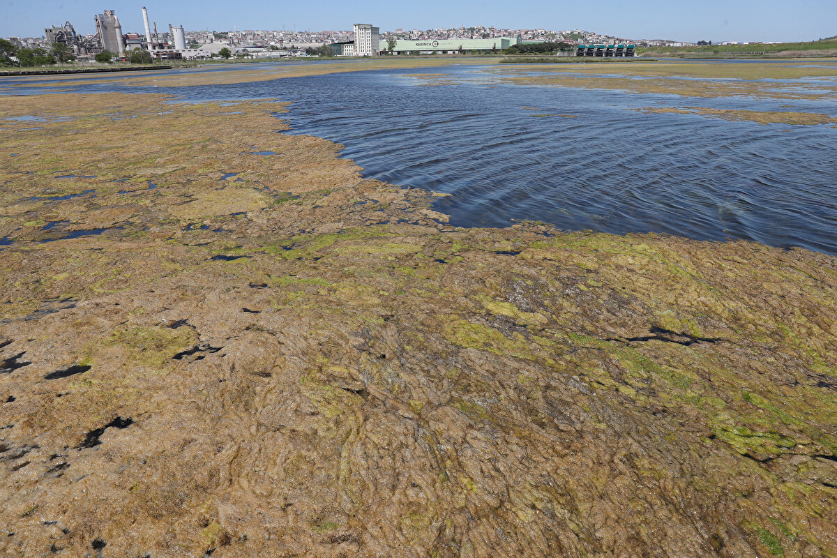 İstanbul’da Büyükçekmece Gölü'nü saran yosun tabakası gün geçtikçe artıyor. 
