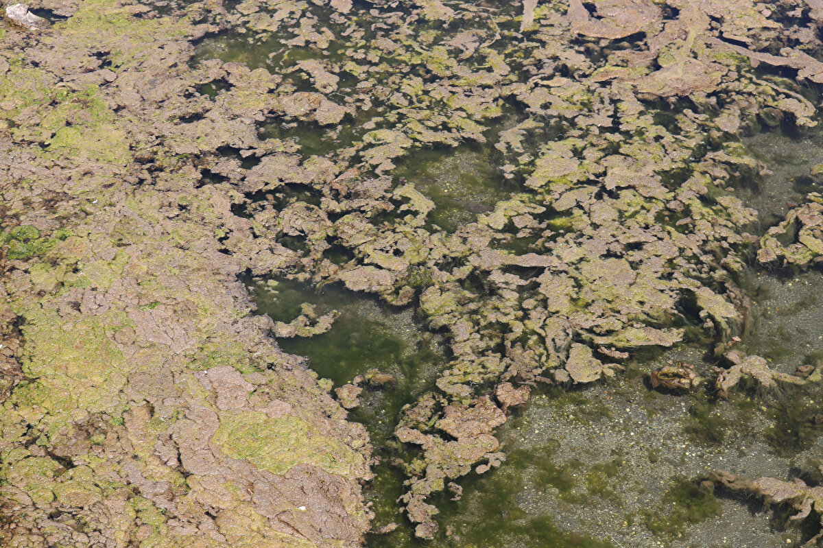 Prof. Dr. Albay, su yüzeyinden yosunların toplanmasının doğru olduğunu belirterek, “Kirletmeseniz böyle bir aşırı artış olmayacak. Toplamak doğru ama keşke kirletmesek. Uzun vadede suyu doğru yönetmenin daha akıllıca ve bilimsel olacağını düşünüyorum" diye konuştu.<br><br>
