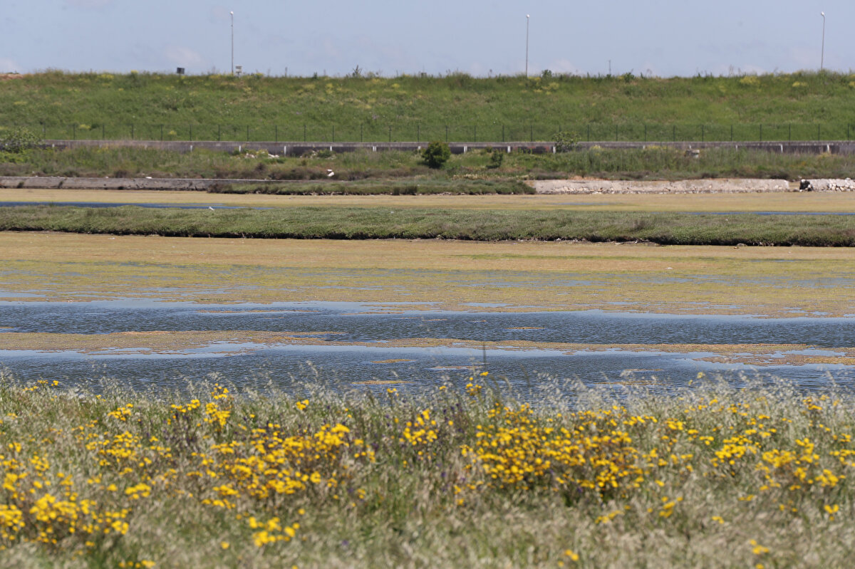 Yaşanan durumun tamamen suyun ısınmasından dolayı olduğunu ifade eden Prof. Dr. Albay, “Su sıcaklığı arttıkça metabolizma hızlanıyor, ekosistemdeki canlılar daha çok çoğalmaya başlıyor. En çok çoğalan canlıların başında da algler geliyor, halkımız buna yosun der. Bunlar çoğaldıkça suyun üstünü kapatırlar. Biraz yaza doğru gittikçe bunlar azalacaktır. Sonbaharda da su seviyesi düştükçe bunlar tekrar oluşma ihtimali var" dedi.<br><br>