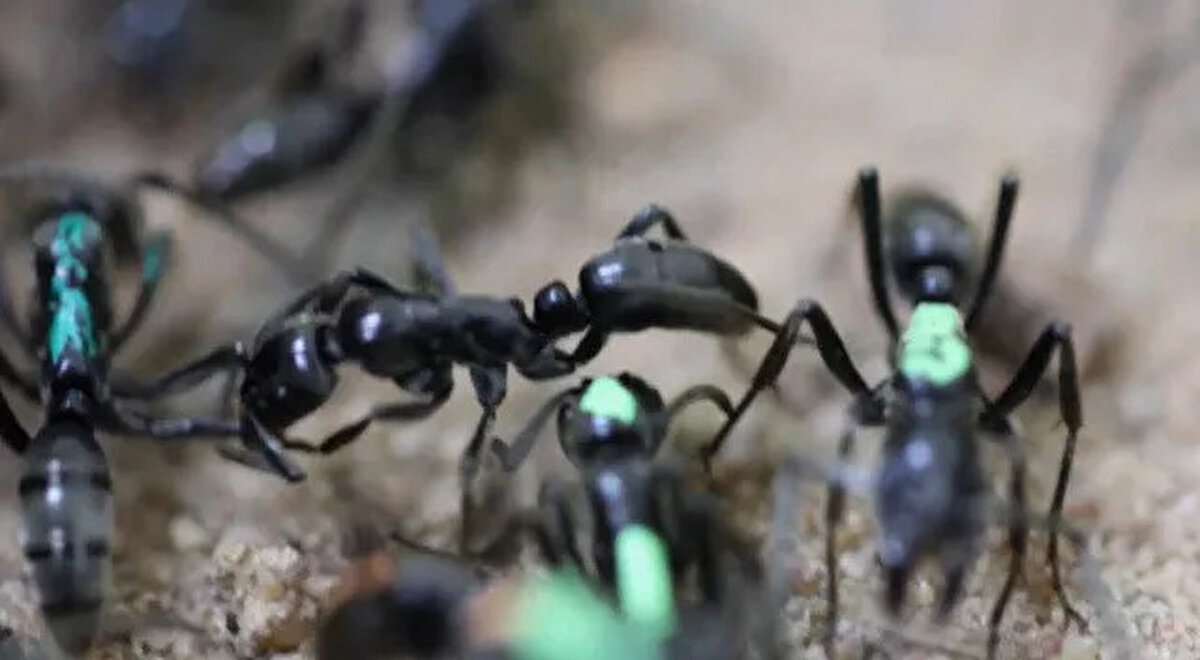 Savaş alanından arkadaşlarını çıkaran karıncalar aslında hikayenin sadece bir parçası. Yuvaya geri döndüğünde, karıncalar sırayla yaralı arkadaşlarına baktı, yaralı uzuvlarını çeneleri ve ön bacaklarıyla nazikçe tuttu ve bir seferde dört dakikaya kadar yaralarını yaladılar bile.<br>