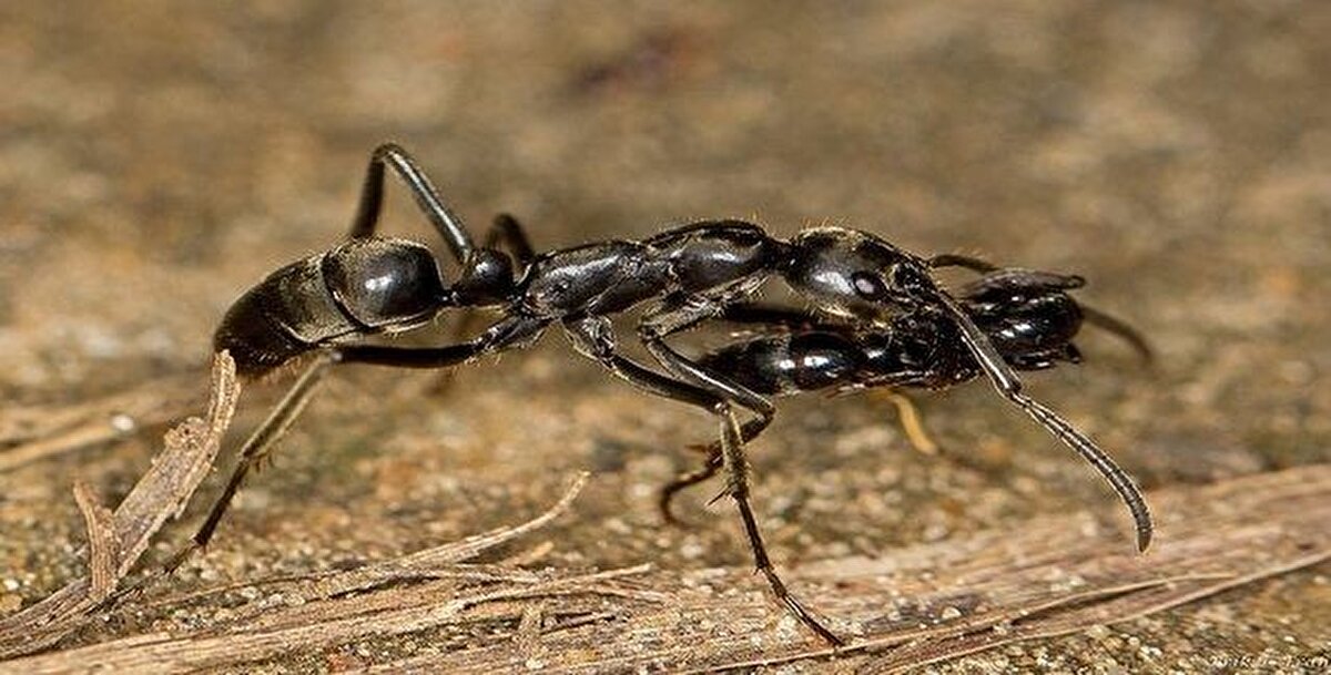 Bu arada, karıncalar ölümcül şekilde yaralanan arkadaşlarını ölüme terk ediyordu. Deneylerde, Frank'in iki yerine beş bacağını kopardığı karıncaların çoğunlukla tek başına bırakıldığı görüldü. Hayvanlar sıklıkla kendi yaralarını tedavi ederken gözlemlenmiş olsa da, bu keşiften önce hayvanların birbirlerini tedavi ettiklerine dair yalnızca birkaç anekdot vardı.<br>