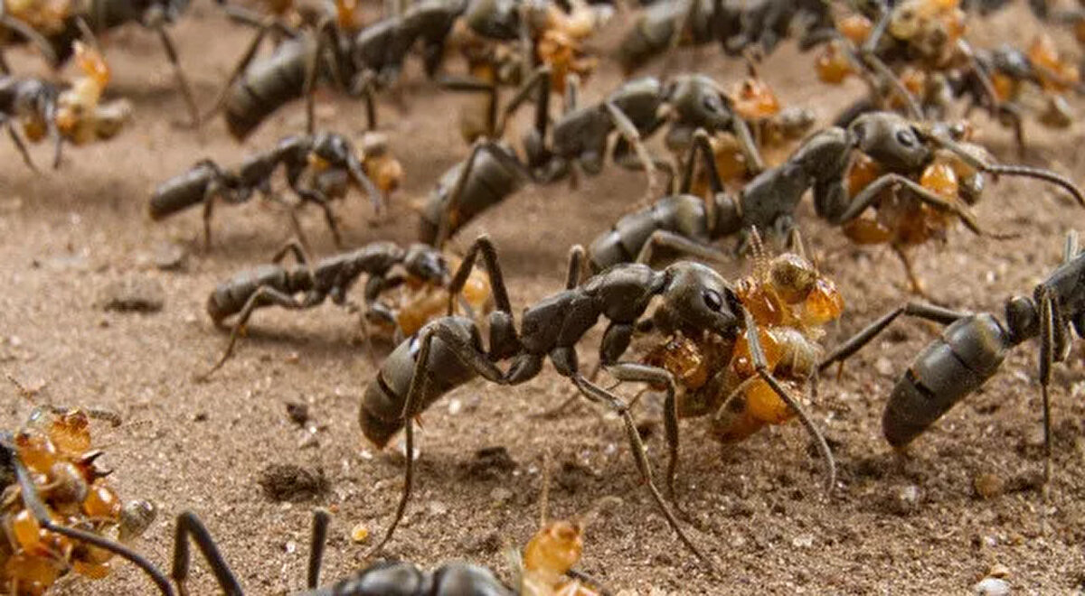Bu davranışın hayati olduğu kanıtlandı: Deneysel olarak yaralanan karıncaların yüzde 80'i, kendi başlarına tutulursa 24 saat içinde öldü. Ancak yuva arkadaşları tarafından bir saat bile bakılması halinde yalnızca onda biri öldü.<br>