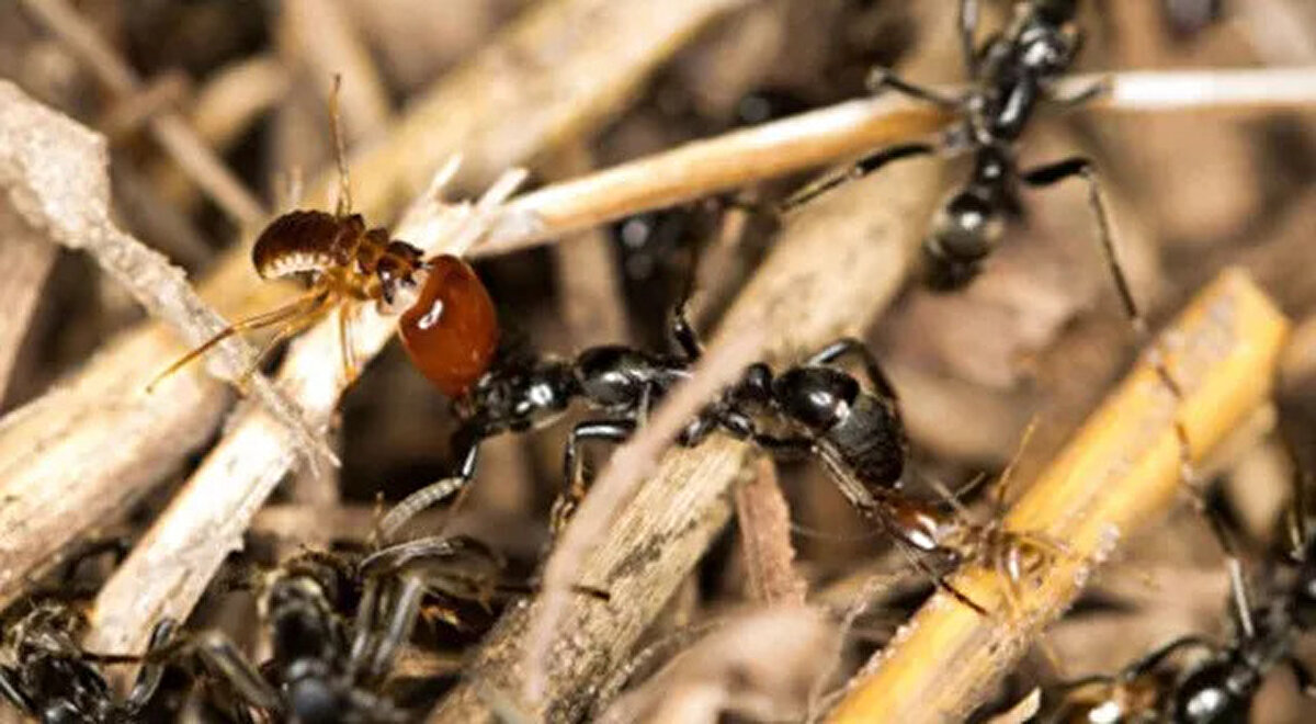 Yüzde 80'i steril bir ortama yerleştirildiğinde tedavi görmeden hayatta kaldı. Bu nedenle Frank, ölüm sebeplerinin enfeksiyonlar olduğunu ve yalayarak yapılan tedavinin enfeksiyonu önlediğini düşünüyor.<br>