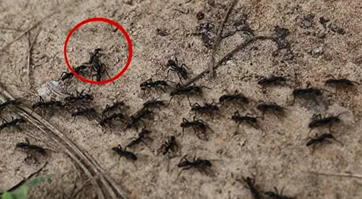 Frank ve meslektaşları, kızılötesi bir kameranın içerideki hareketi yakalayabilmesi için şeffaf bir örtüyle örtülen yapay yuvalar oluşturdu.<br>