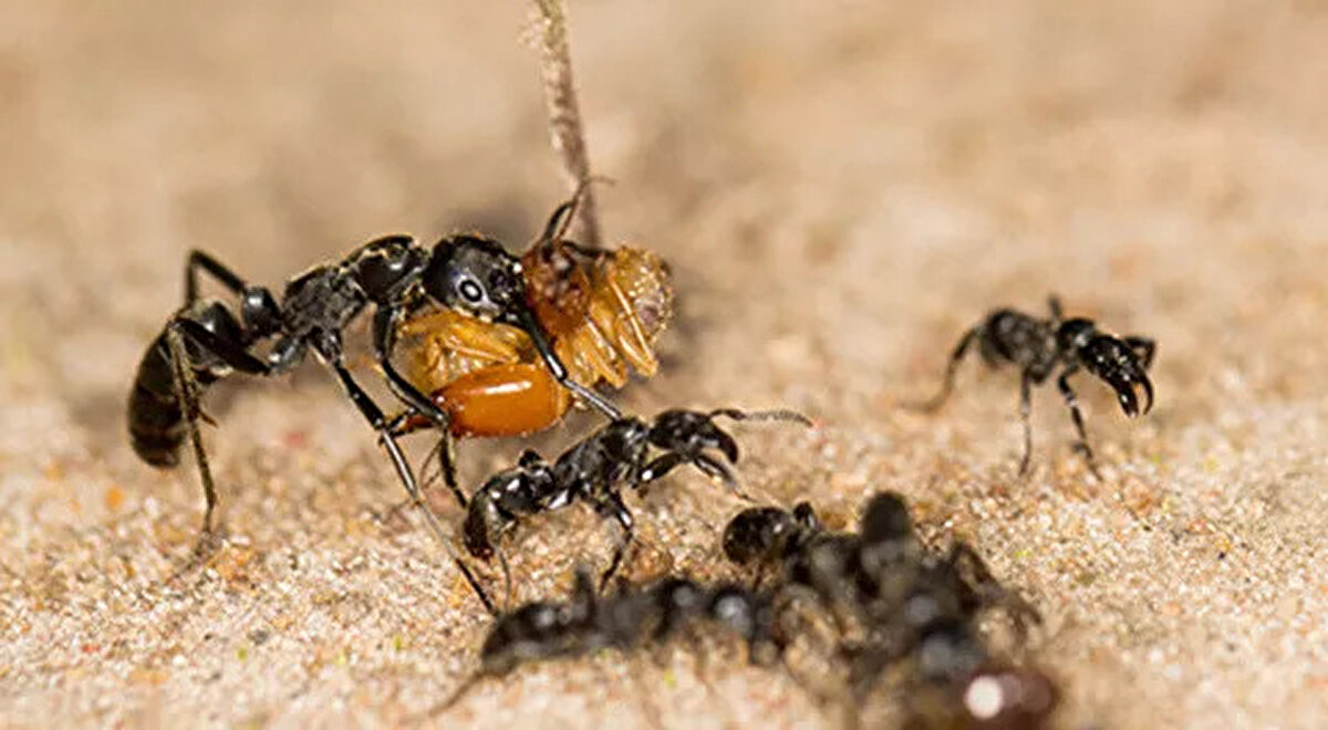 Karıncaların yuvaya girdiklerinde, yaralı arkadaşlarını dikkatlice incelediklerini ve onları antenleriyle sağlıklı yuva arkadaşlarından iki kat daha fazla incelediklerini gördüler.<br>