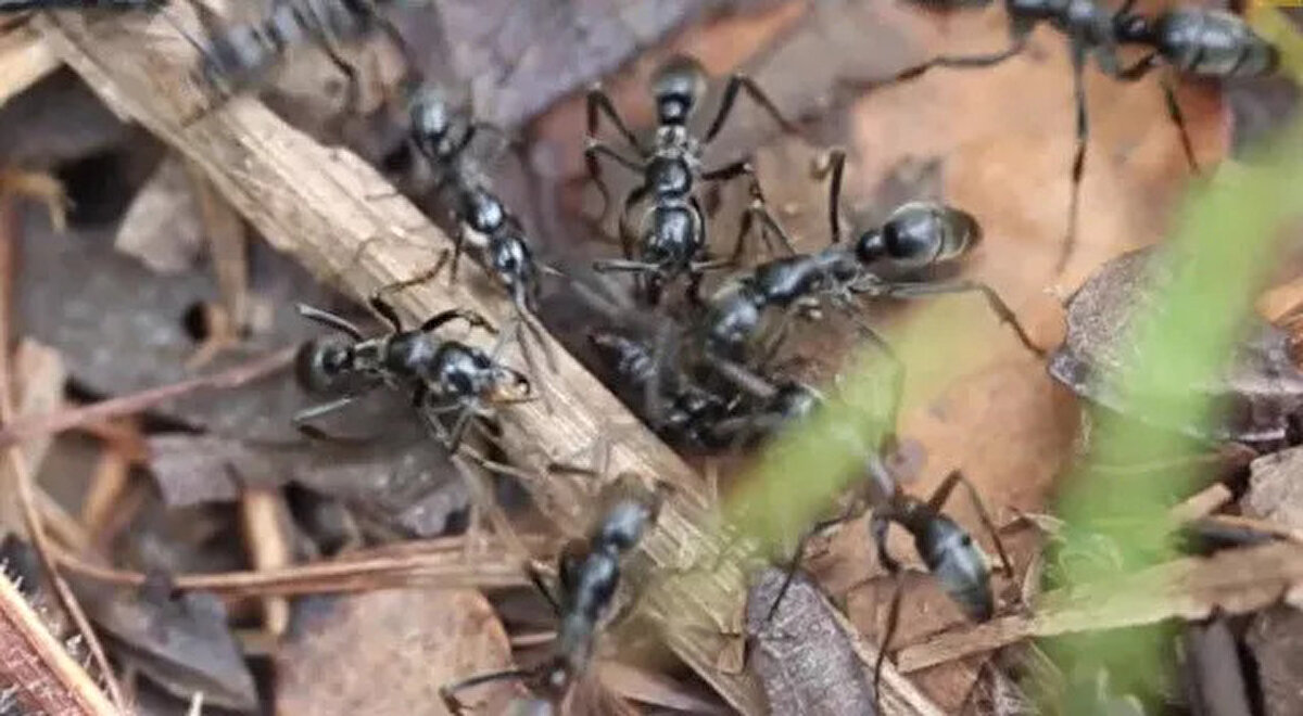 National Geographic'e konuşan Frank, “Karıncaların yaralılara bu kadar sofistike bir tedavi uygulayacağını ya da bunun gerçekten gerekli olduğunu düşünmemiştim” diyor.<br>