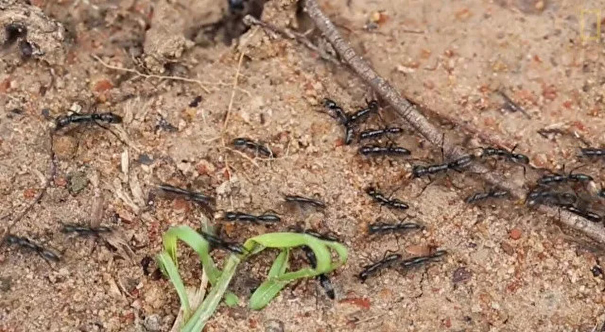 Frank ve meslektaşları, Proceedings of the Royal Society B'de yayınlanan bir makalede karıncaların yalayarak tedavi yöntemlerini anlattı.<br>