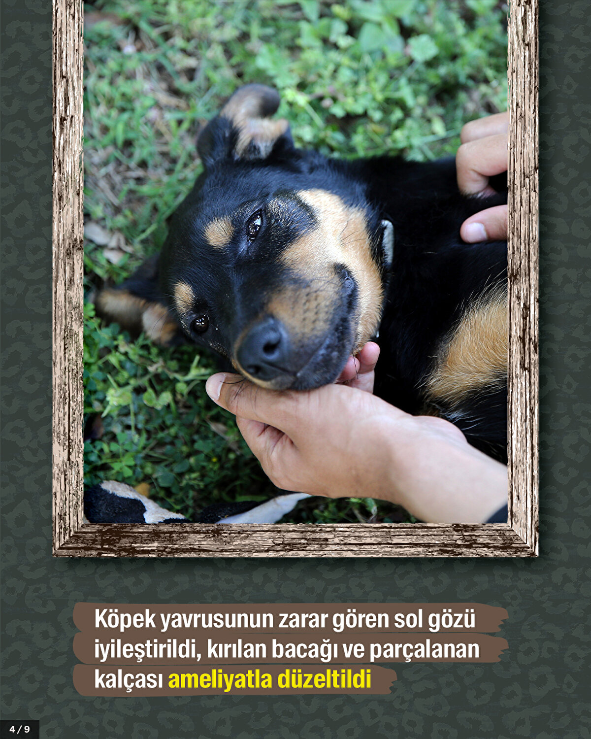 Köpek yavrusunun zarar gören sol gözü iyileştirildi, kırılan bacağı ve parçalanan kalçası ameliyatla düzeltildi.