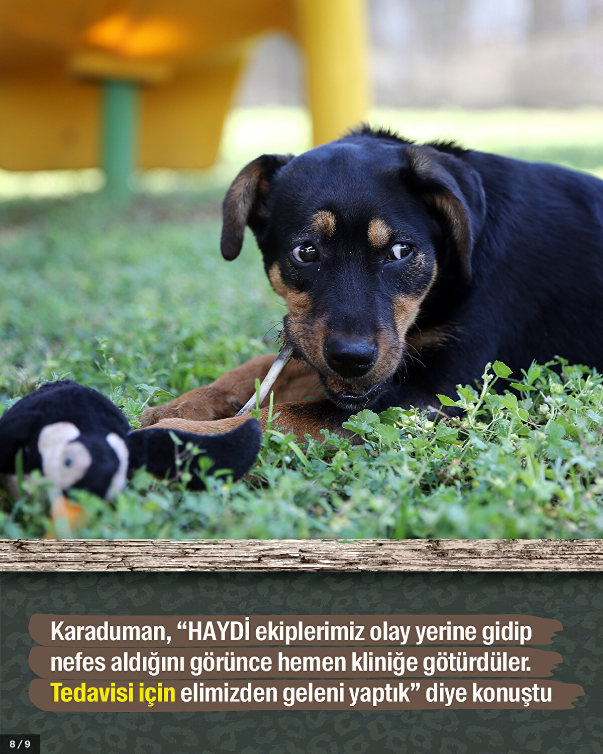 Karaduman, “HAYDİ ekiplerimiz olay yerine gidip nefes aldığını görünce hemen kliniğe götürdüler. Tedavisi için elimizden geleni yaptık” diye konuştu.