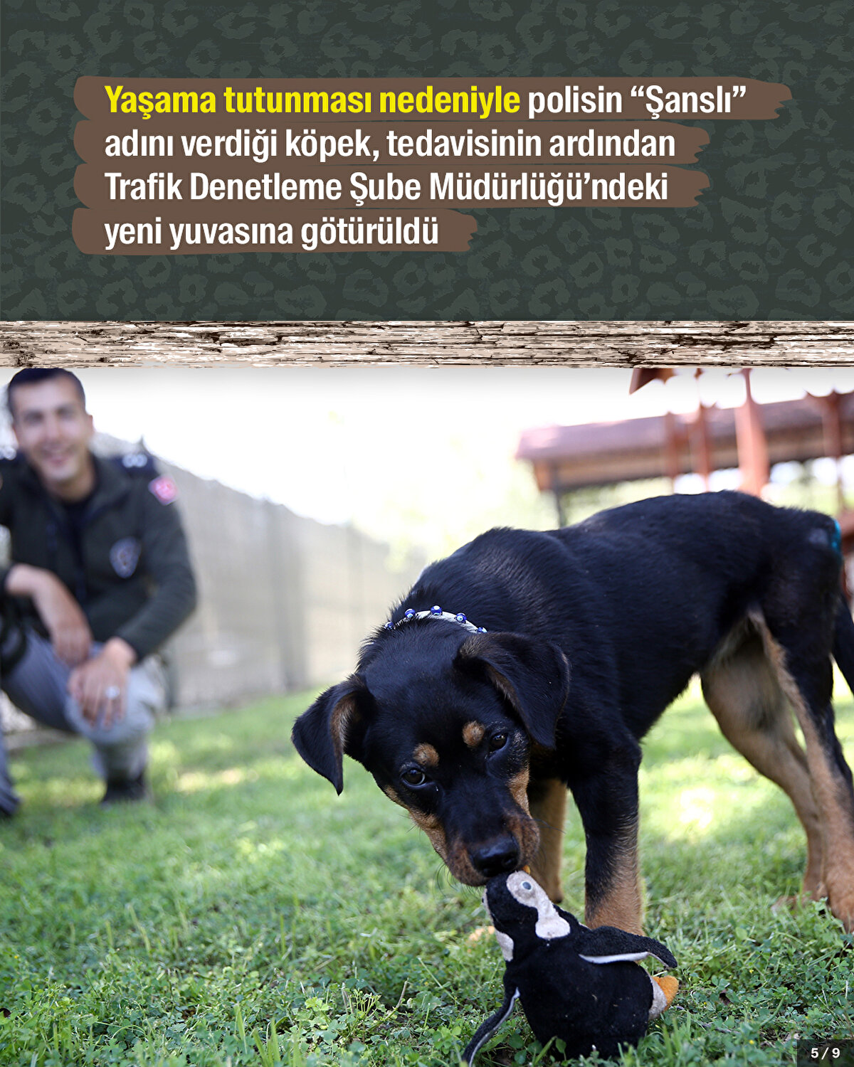 Yaşama tutunması nedeniyle polisin “Şanslı” adını verdiği köpek, tedavisinin ardından Trafik Denetleme Şube Müdürlüğü’ndeki yeni yuvasına götürüldü.<br>