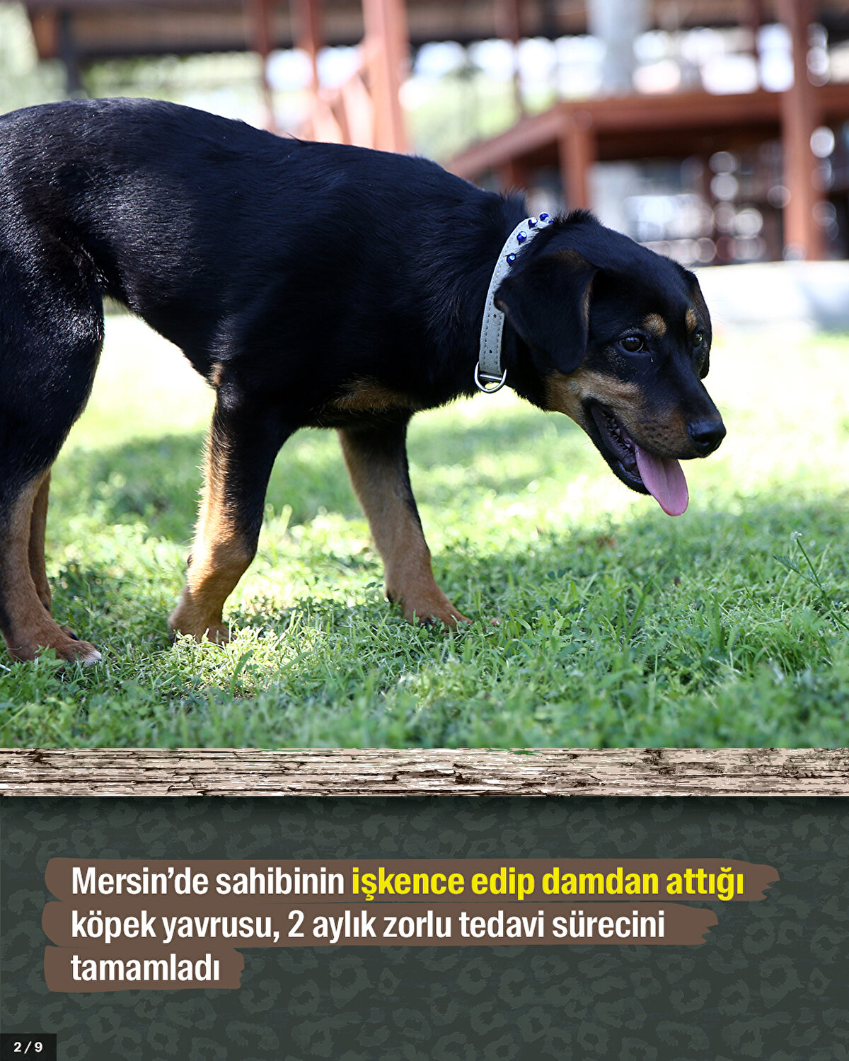 Mersin’de sahibinin işkence edip damdan attığı köpek yavrusu, 2 aylık zorlu tedavi sürecini tamamladı.