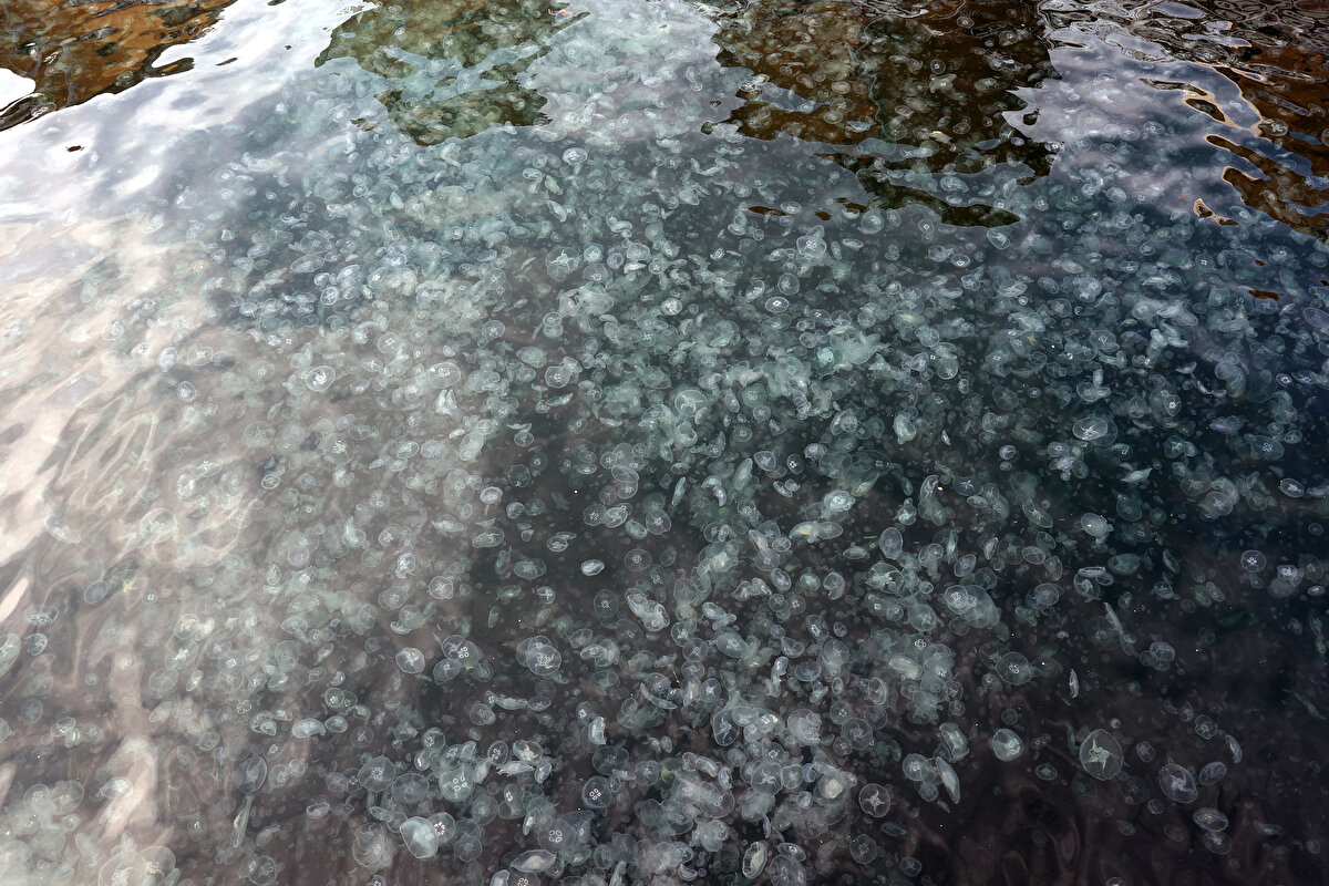 Denizanalarının yanı sıra, deniz yüzeyindeki poşet, kova, tenis topu gibi çöpler dikkat çekti. Balıkçılar oltalarına çok sayıda denizanası ve çöpün takıldığını dile getirdi.