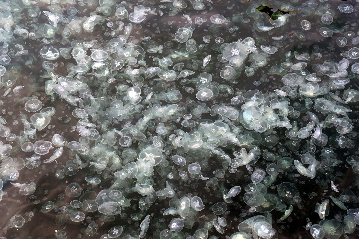 İstanbul'un Beşiktaş ilçesinde yer alan Arnavutköy Sahili, olta balıkçılarının, yürüyüş yapmak ve deniz havası almak isteyenlerin tercih ettiği noktalardan biri.<br><br>