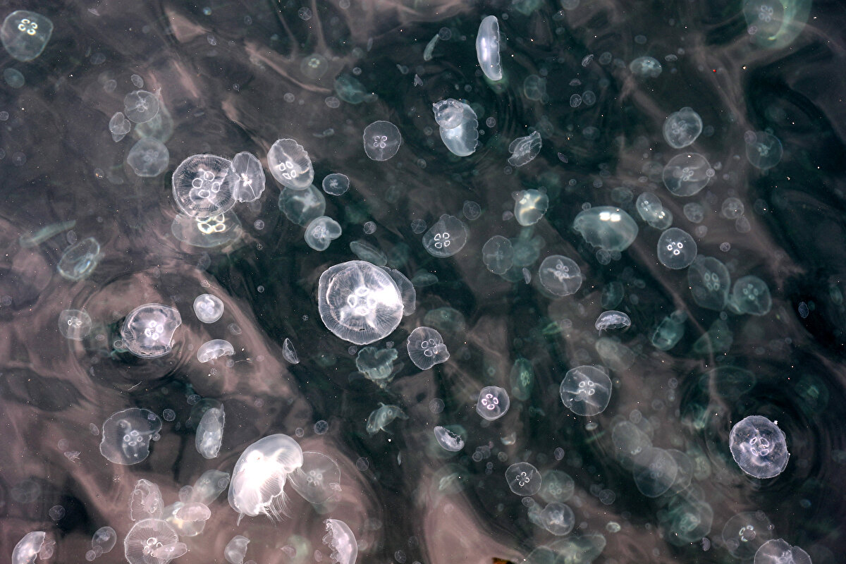 Sahilde balık tutan Bülent Vermez, “Denizanaları bizi de etkiliyor, bir de denizde pisliği iyice topluyor. Oltamıza denizanası da çöp de takılıyor. Bazen balık bile çekemiyoruz. Çok pis deniz, hor kullanıyoruz. Denize çöp atılmaz da, insanlarımızdan kaynaklanıyor. Burası bizim milli servetimiz" diye konuştu.<br><br>