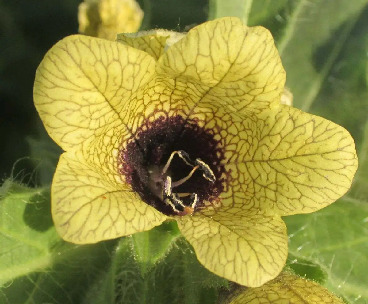 BAN OTU YAĞI<br>Ban otu yağı hem saç çıkarıcı hem de saç beyazlamayı önleyen özelliğiyle ön plana çıkmaktadır.