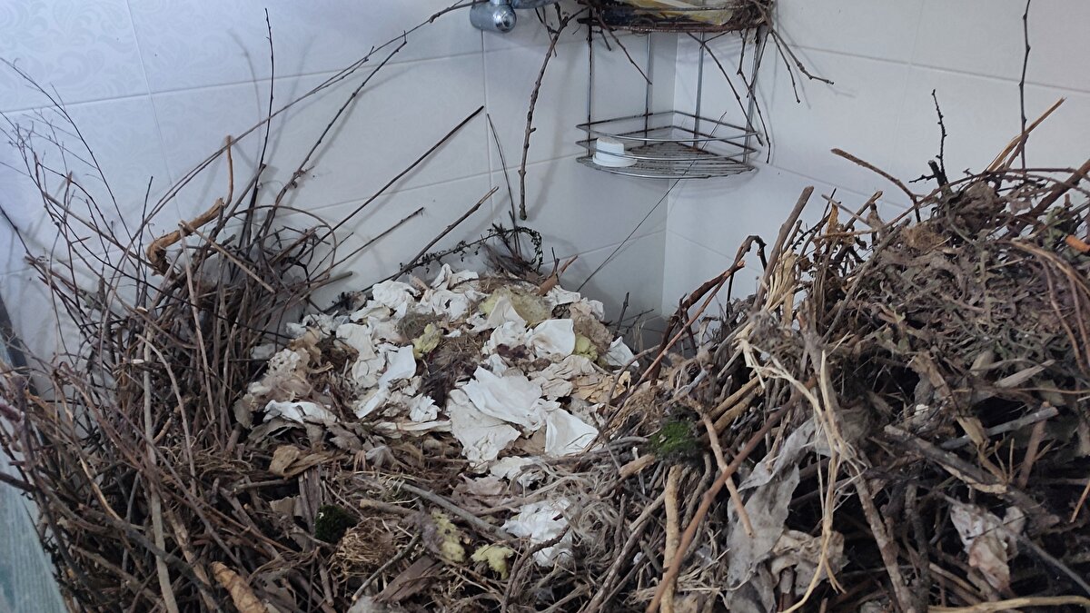 Anahtar gelince eve giren Tükeziban Aydın, kargaların banyodaki duşakabini odun parçalarıyla doldurduğunu görünce büyük şaşkınlık yaşadı.<br>