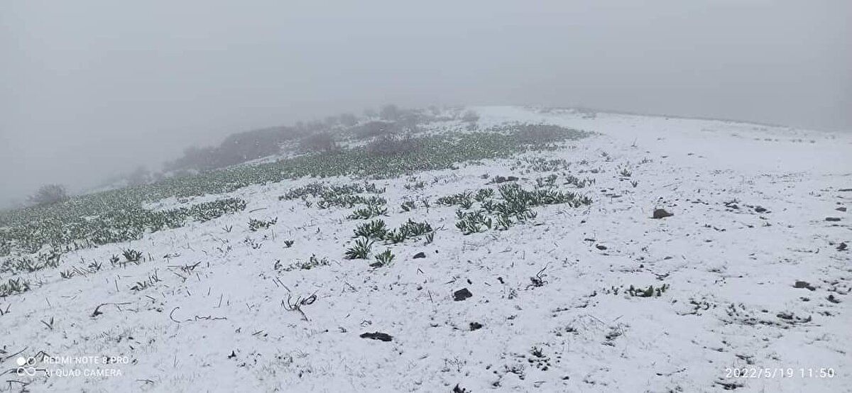 Amasya'nın Taşova ilçesine bağlı Boraboy köyünün 1500 rakımlı Aşağı Yaylası, 19 Mayıs'ta etkili olan kar yağışıyla beyaz örtüyle kaplandı. <br><br>