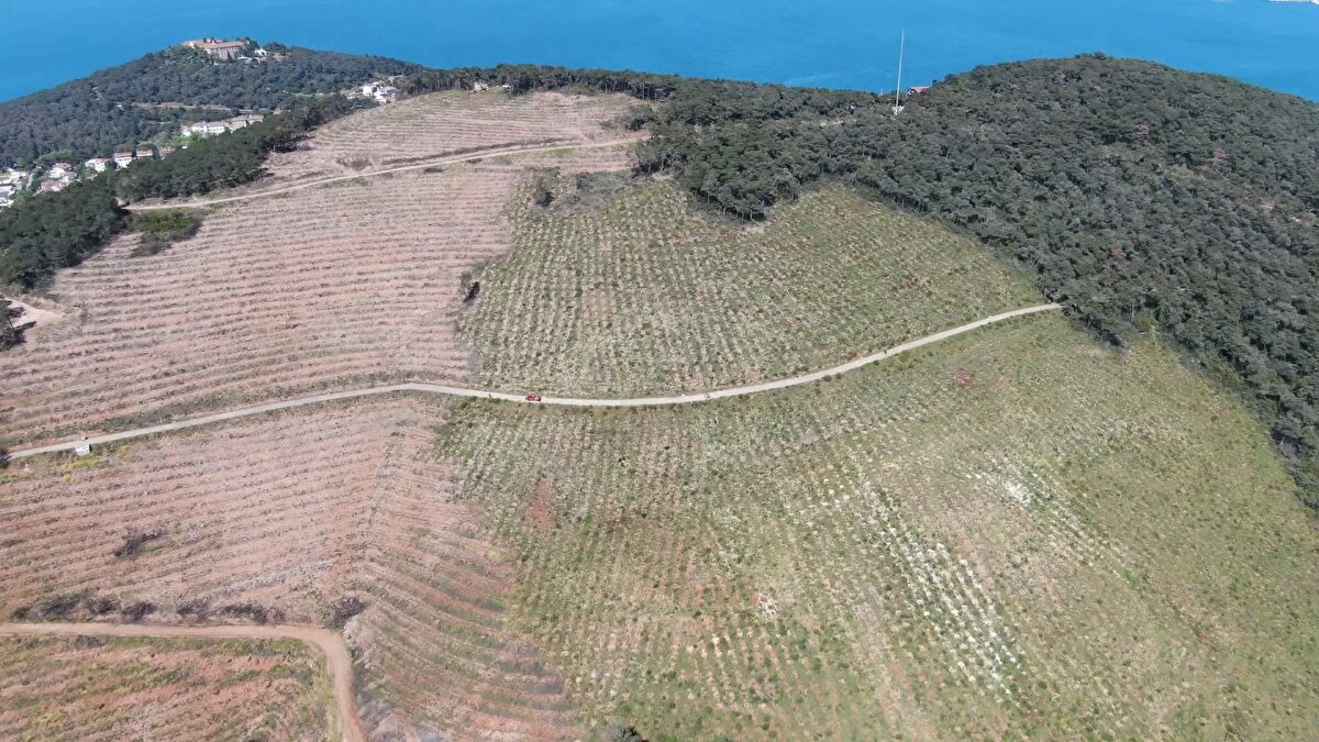 2020 yılında dikilen fidanlar sayesinde ise bölge yeşile döndü.<br>