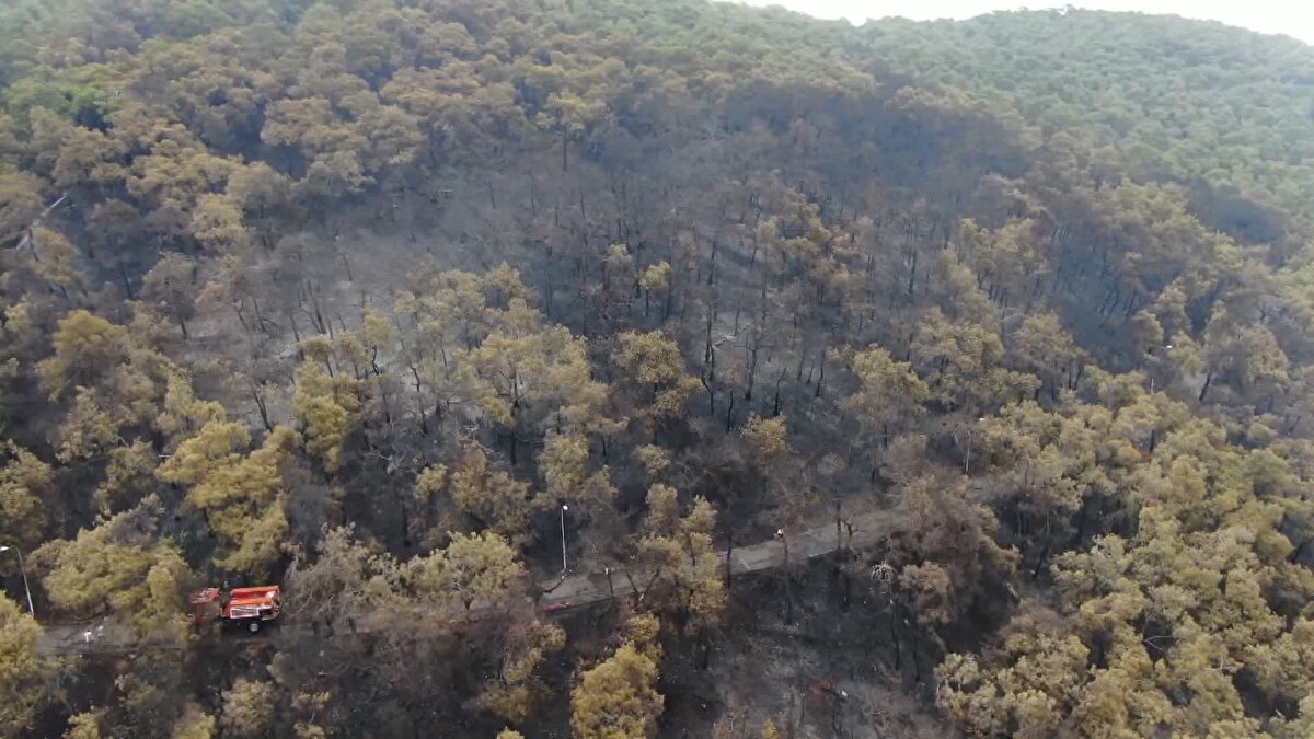 Her iki alana da Orman Bakanlığı Genel Müdürlüğü tarafından fidanlar dikildi. Boy atan fidanlar sayesinde bölge kurak bir görüntüden kurtulup, eskisi gibi yeşile dönmeye başladı.<br>