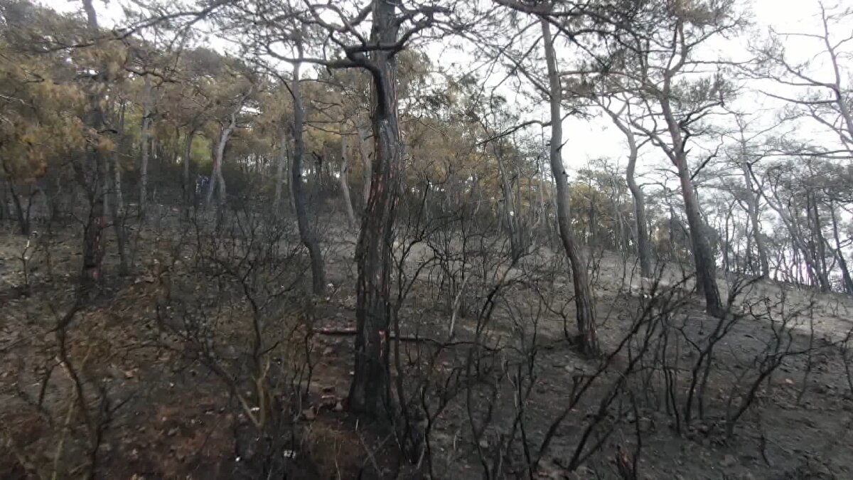 Yanan bölgenin hemen bitişiğindeki bölge ise 12 Temmuz 2020 tarihinde yanmıştı. O yangında ise 6 hektarlık orman küle döndü. Yanan bölgeler küllerden arındırıldı. Her iki alana da Orman Bakanlığı Genel Müdürlüğü tarafından fidanlar dikildi. 2021 yılında yanan bölgeye 9 bin 200 fidan, 2020 yılında yanan bölgeye 6 bin 750 fidan dikildi.<br>