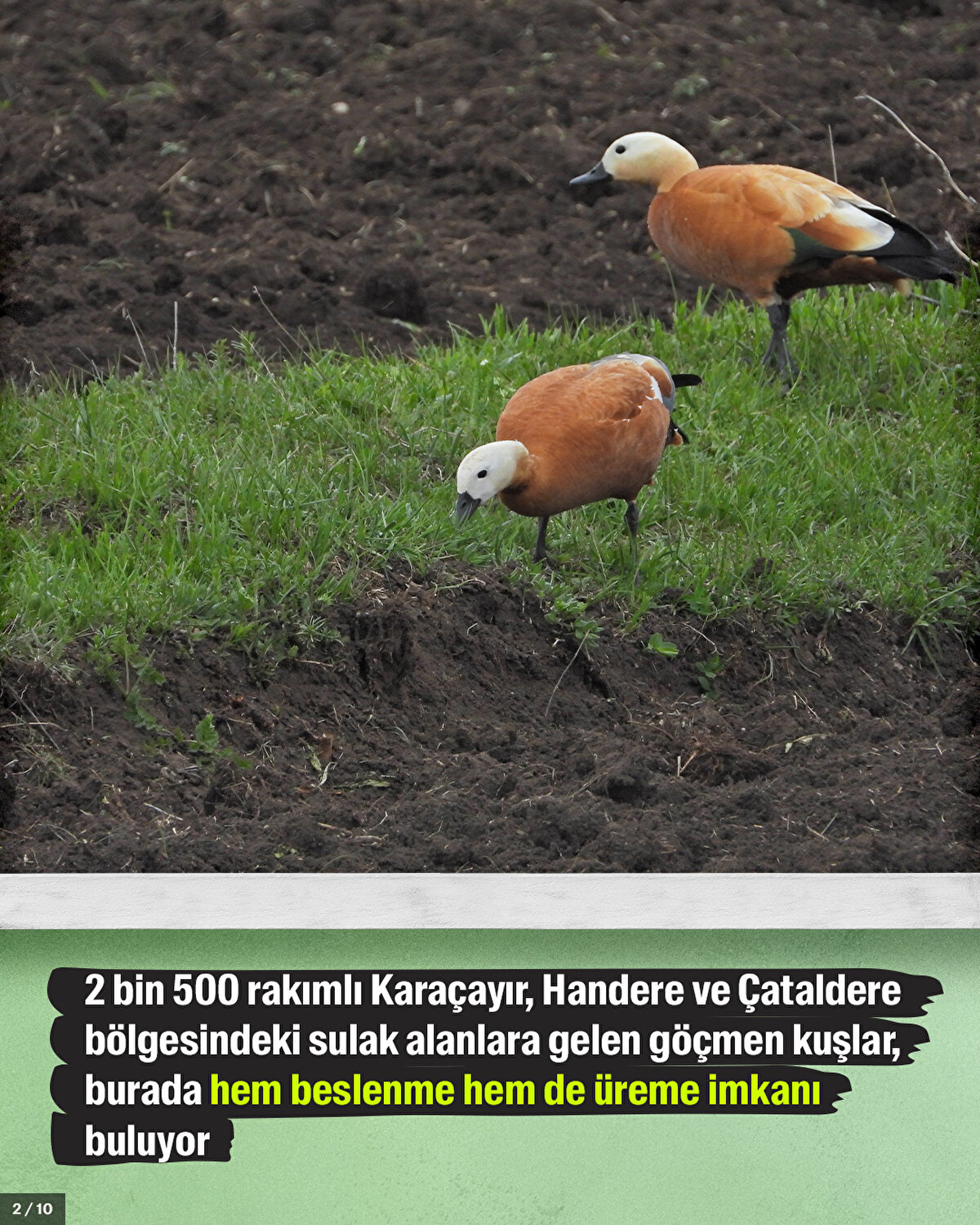 2 bin 500 rakımlı Karaçayır, Handere ve Çataldere bölgesindeki sulak alanlara gelen göçmen kuşlar, burada hem beslenme hem de üreme imkanı buluyor
