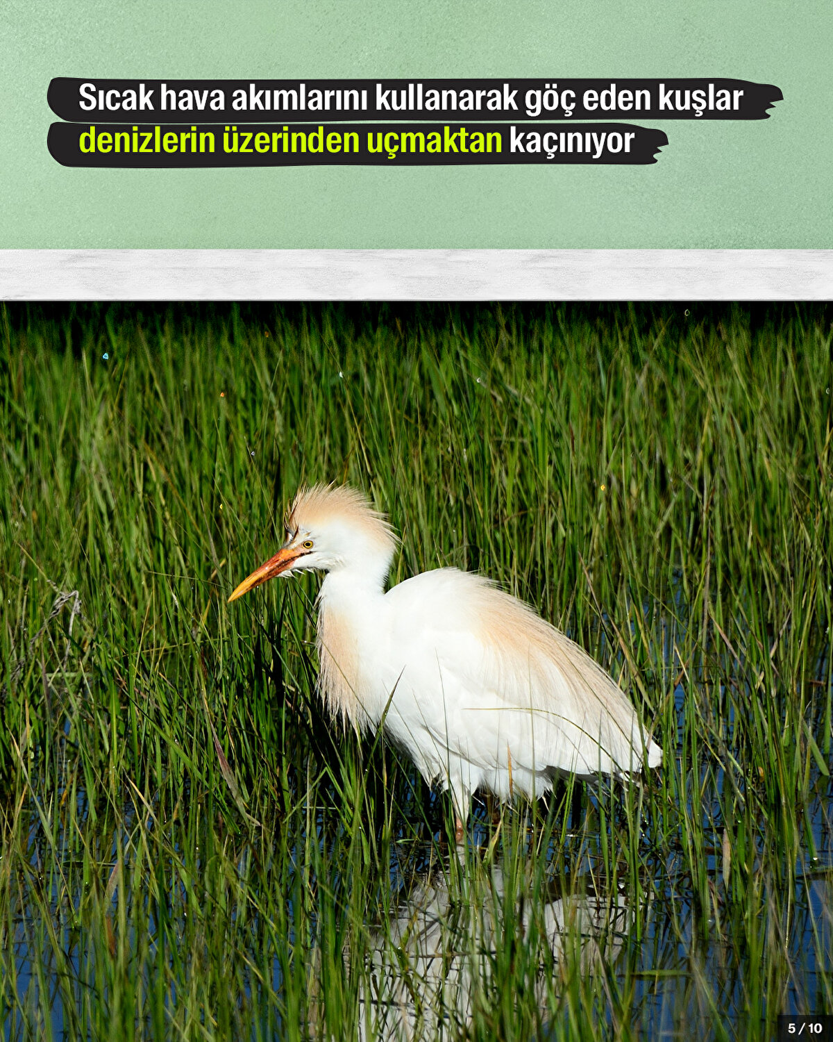 Sıcak hava akımlarını kullanarak göç eden kuşlar denizlerin üzerinden uçmaktan kaçınıyor