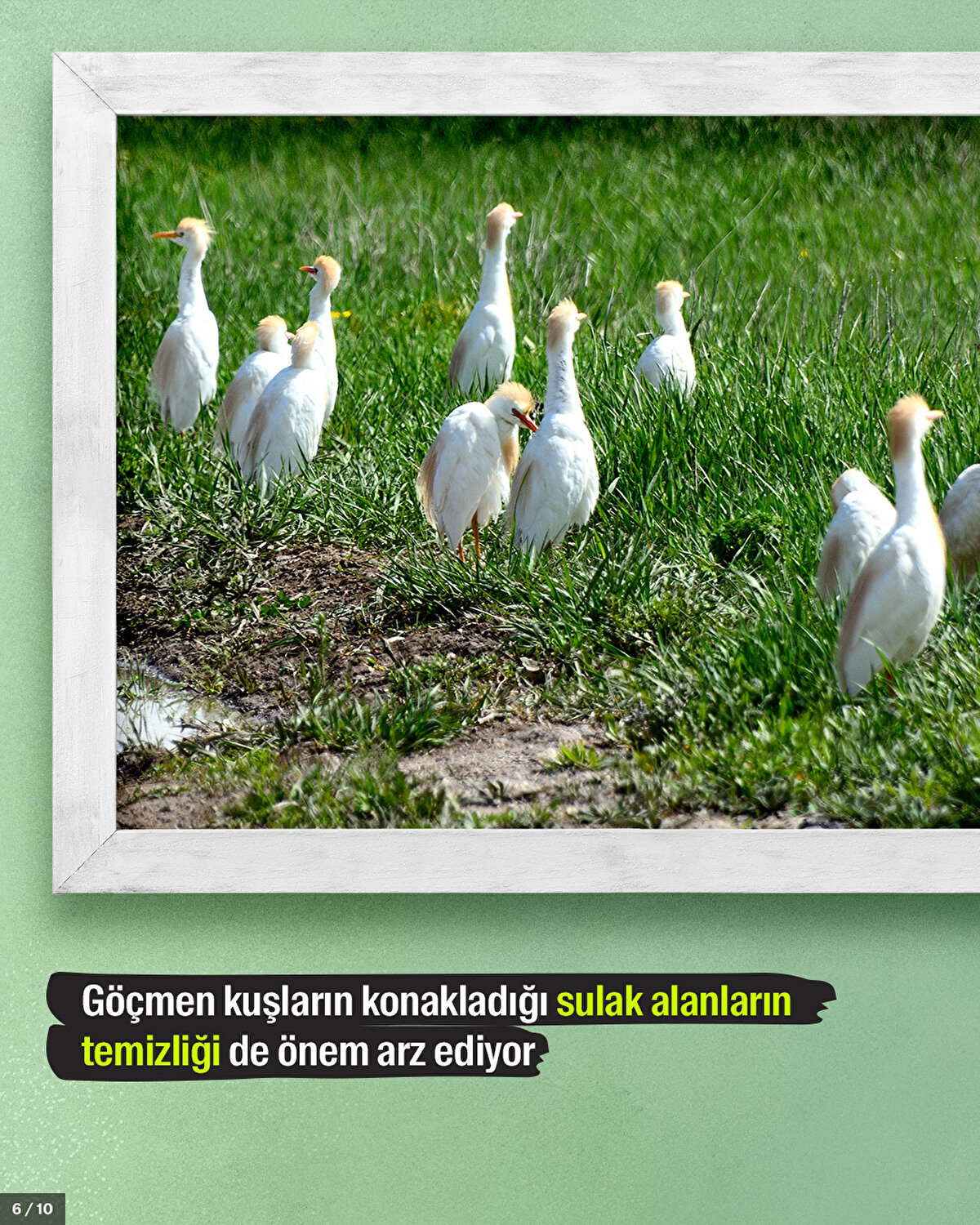 Göçmen kuşların konakladığı sulak alanların temizliği de önem arz ediyor