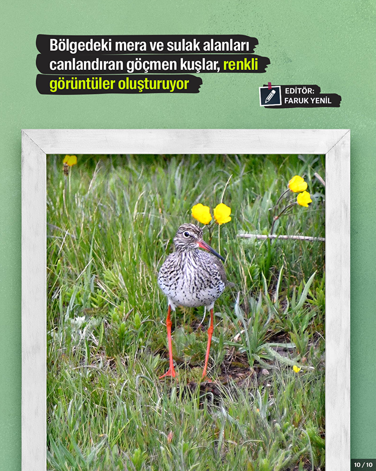 Bölgedeki mera ve sulak alanları canlandıran göçmen kuşlar, renkli görüntüler oluşturuyor