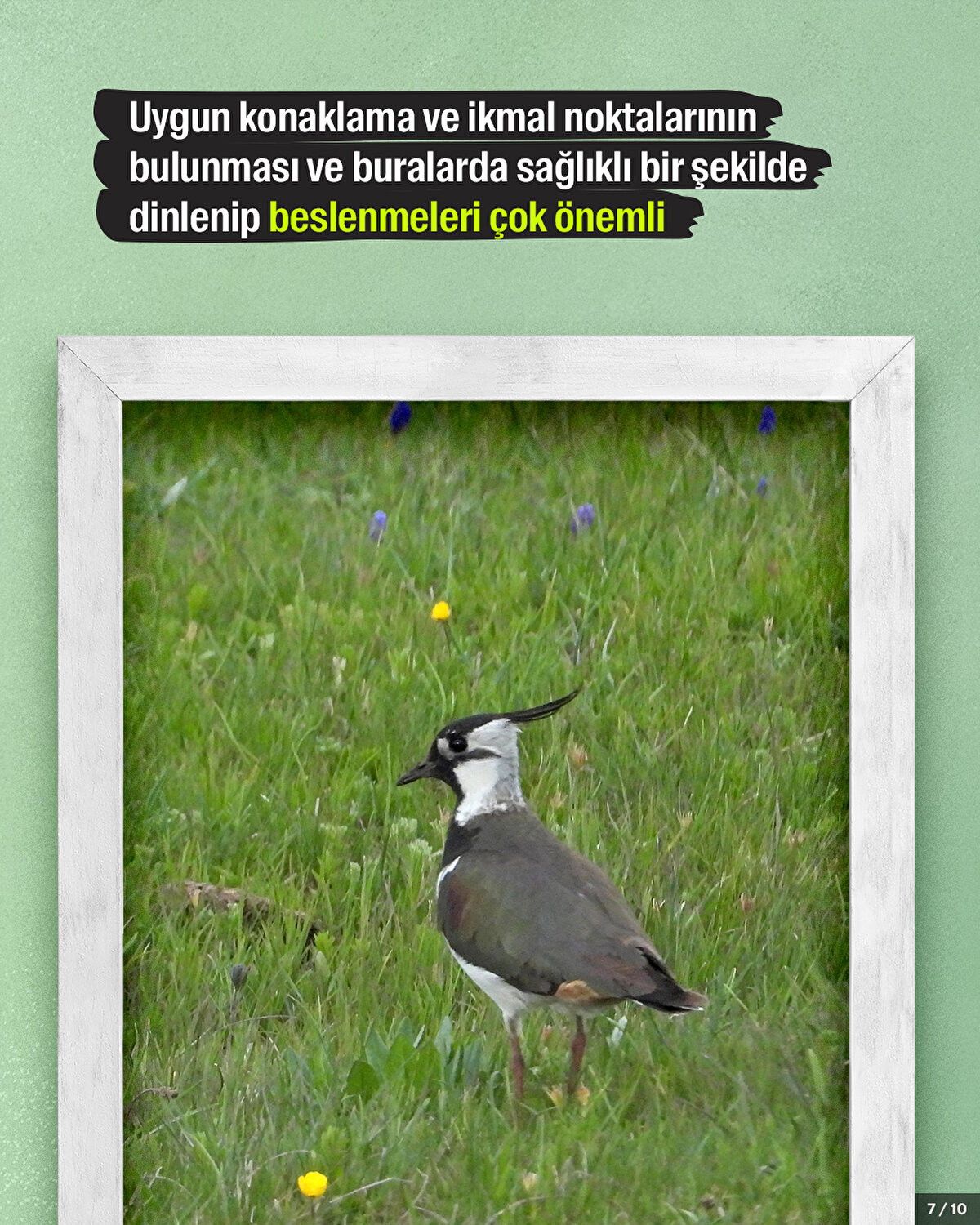 Kuşlar için uygun konaklama noktalarının, uygun ikmal noktalarının bulunması ve buralarda sağlıklı bir şekilde dinlenip beslenmeleri çok önemli