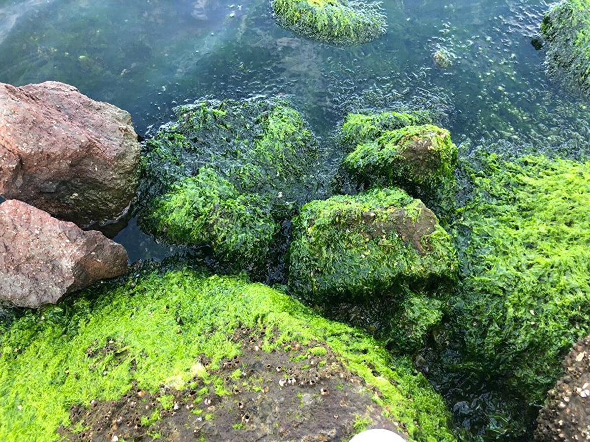 Dr. Kesici, yağışlarla Meles Deresi'nin yanı sıra su kaynaklarından evsel, tarımsal ve sanayi atıkları taşınması nedeniyle körfezin eski günlerini hatırlatan yoğun koku ve kirlilik yaşandığını kaydetti.<br><br>Körfeze her türlü atık suyun ulaşmasıyla kalıcı hale gelen ve aşırı üreyen su yosunlarının oksijen azalmasına bağlı kokuşmaya neden olduğunu belirten Dr. Kesici, "Körfezin adeta bitmeyen sorunu haline dönüşen makroskobik yeşil su yosunlarından, deniz marulu adı verilen 'Ulva lactuca'nın aşırı artışının da çürümede önemli etkisi bulunmaktadır. Çürüme sonucu ortaya çıkan toksik metan gazı hidrojen sülfürün körfezin birçok kesiminde artması ve deniz marullarının hızla çoğalarak dip ve yüzeyi kaplaması, adeta örtü oluşturması, deniz suyundaki oksijen miktarını azaltmaktadır" dedi.