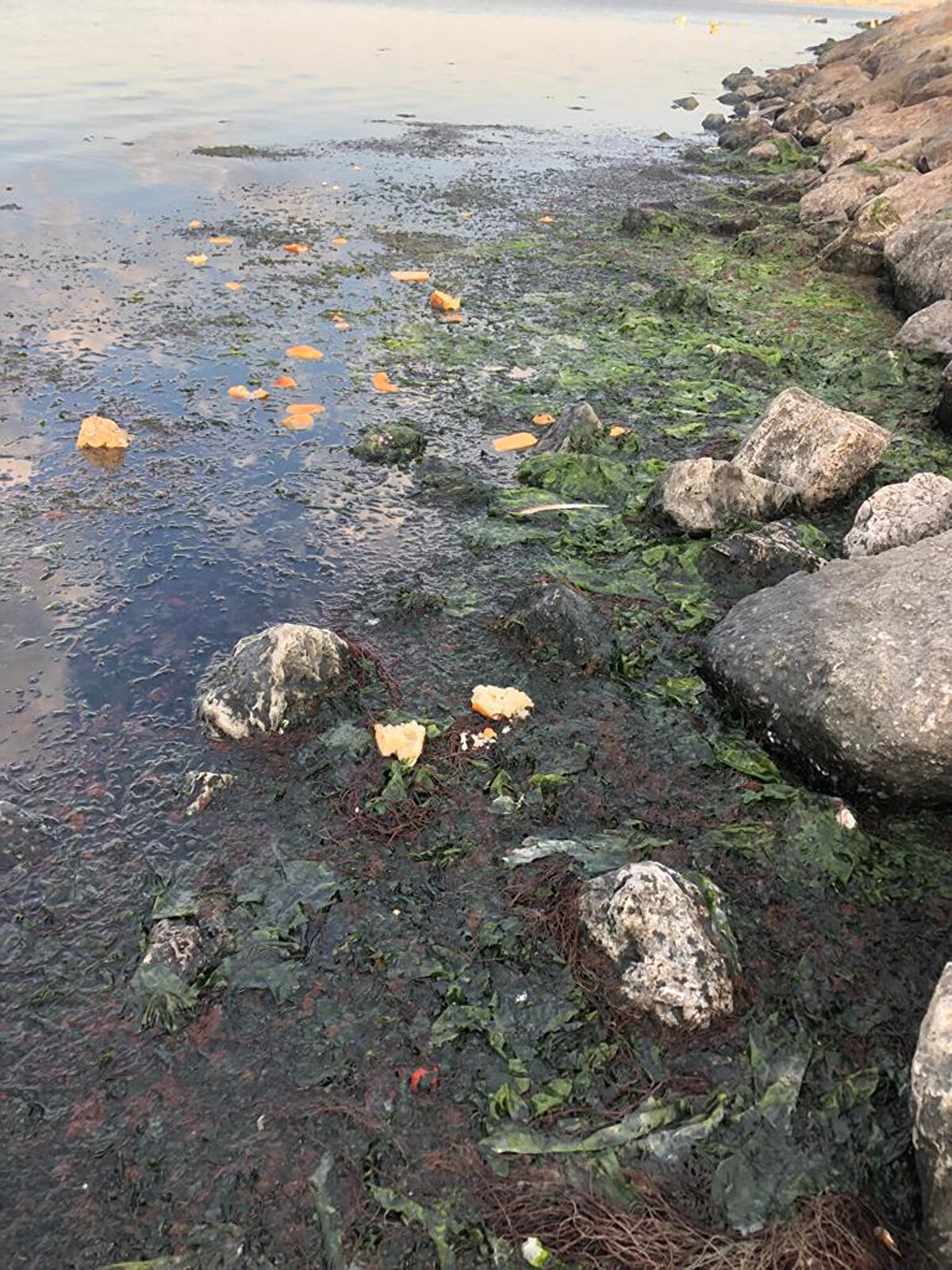Körfez yapısının değişimlerinin başında beton kanalları gösteren Dr. Kesici, "Körfeze daha önce toprak kanallardan süzülerek Meles Deresi ve diğer kanallardan gelen atık sular, toprak kanalların betona dönüştürülmesiyle kirlilik etkisini artırdı. Toprak kanallar, su akışı seti, arıtıcı bitki havuzları ve bariyerlerle alınacak önlemlerle, körfeze taşınacak besi elementleri doğal olarak ve kısmen filtre edilebilir" diye konuştu.<br><br>