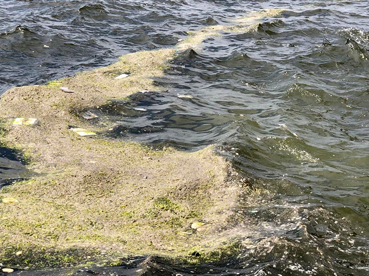 Deniz marullarını toplamanın çözüm olmadığını, bilimsel önlemler alınmadığı takdirde sonrasının müsilaj olduğunu kaydeden Dr. Kesici, "Körfezde askıda madde miktarının artmaya devam etmesi ve azalan görünürlük, deniz marullarının aşırı üremesi sonucu oluşan oksijen azlığı, hava ve suyun iyice ısınmasıyla salyalaşma-müsilaj sorunu ortaya çıkaracaktır. Şimdiden körfezin birçok kesiminde küçük kümeler halinde de olsa deniz salyasına rastlanılmaktadır" dedi.<br><br>