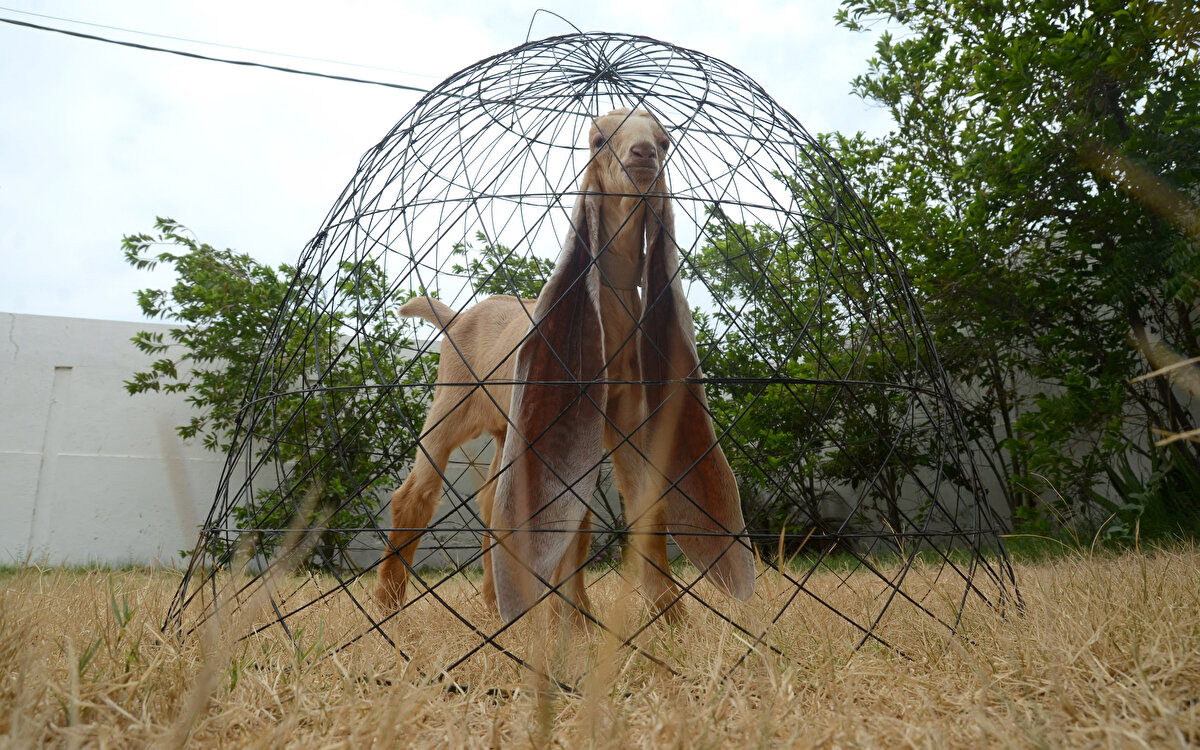 Keçinin kulakları, yürürken ayağına dolanmasın diye boynuna takılan sargıya yerleştiriliyor.<br>