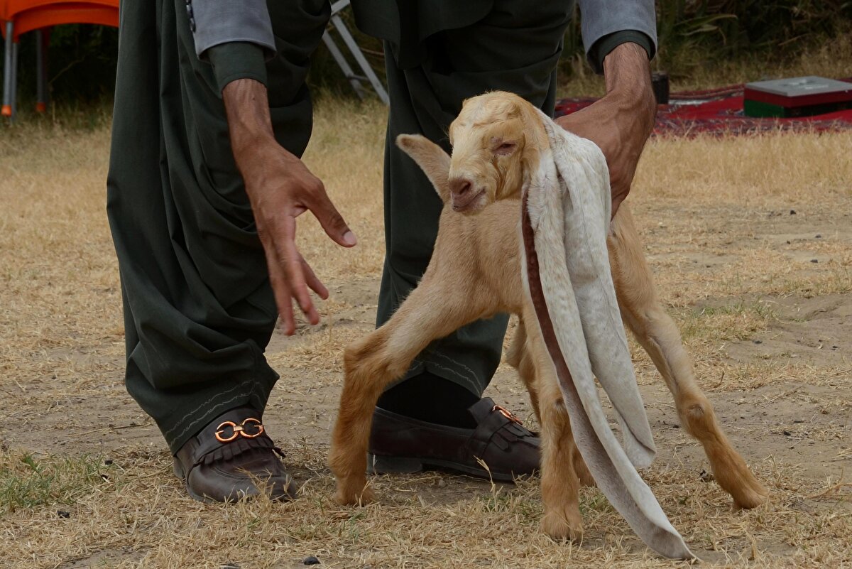 Pakistan'ın Karaçi şehrinde doğan uzunluğu 48 cm'e ulaşan kulaklarıyla "dünyanın en uzun kulaklı keçisi" olarak bilinen Simba isimli yavru keçi görüntülendi.<br>