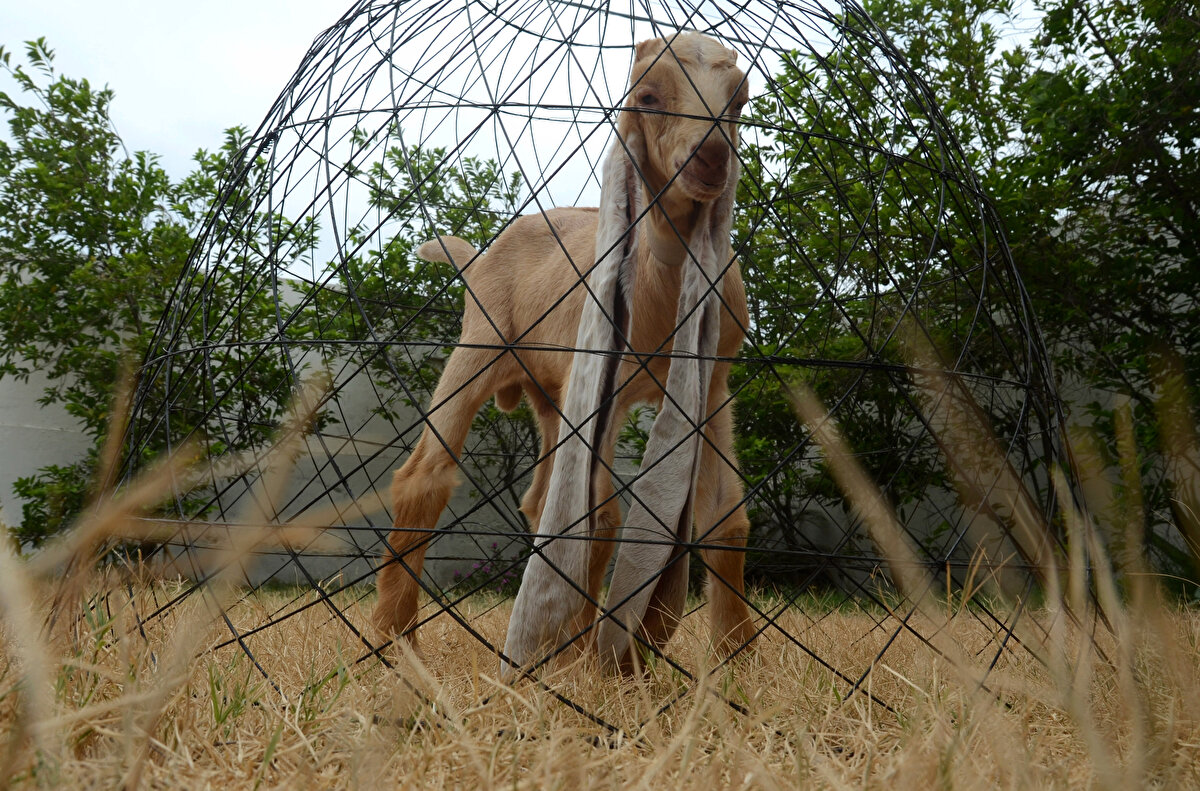 Görüntüleri sosyal medyada paylaşılan Simba, kısa sürede ilgi odağı oldu.<br>
