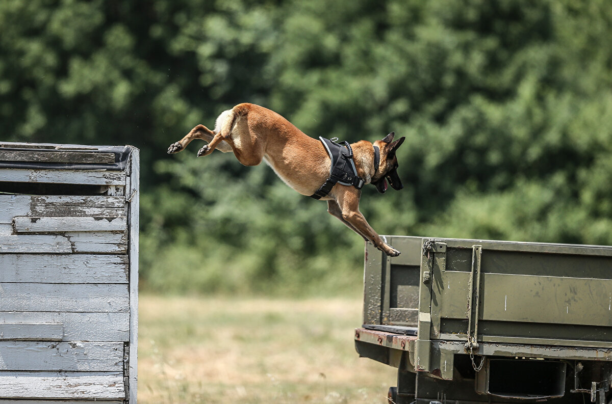 Mehmetçiğin yurt içinde ve sınır ötesinde gerçekleştirdiği operasyonlarda yer alan köpekler, özellikle son dönemlerde mağara ve tünellerde saklanan teröristlerin tespit edilmesinde aktif rol oynuyor.