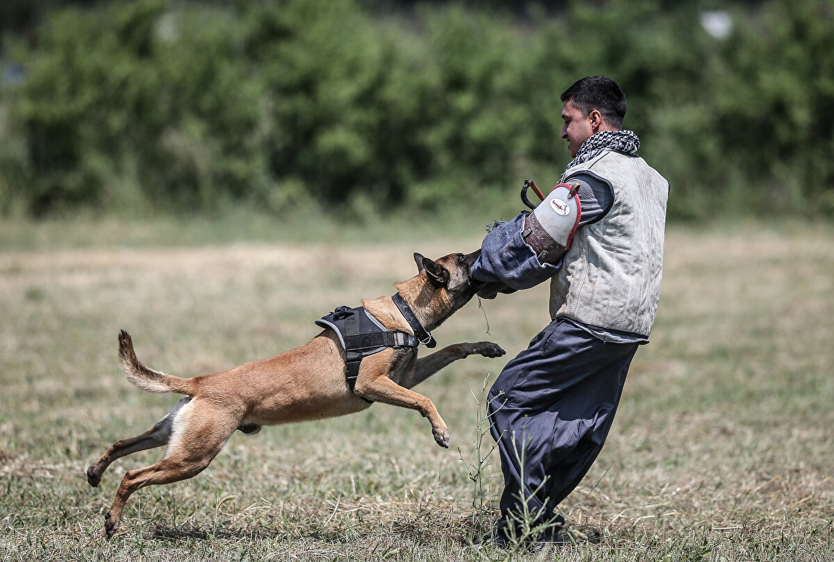 Atletik yapıları, güç, cesaret ve çeviklikleriyle ön plana çıkan keşif köpekleri, operasyonlarda karşılaşılabilecek zorlu engelleri aşmak için özen ve özveriyle eğitiliyor.<br><br>