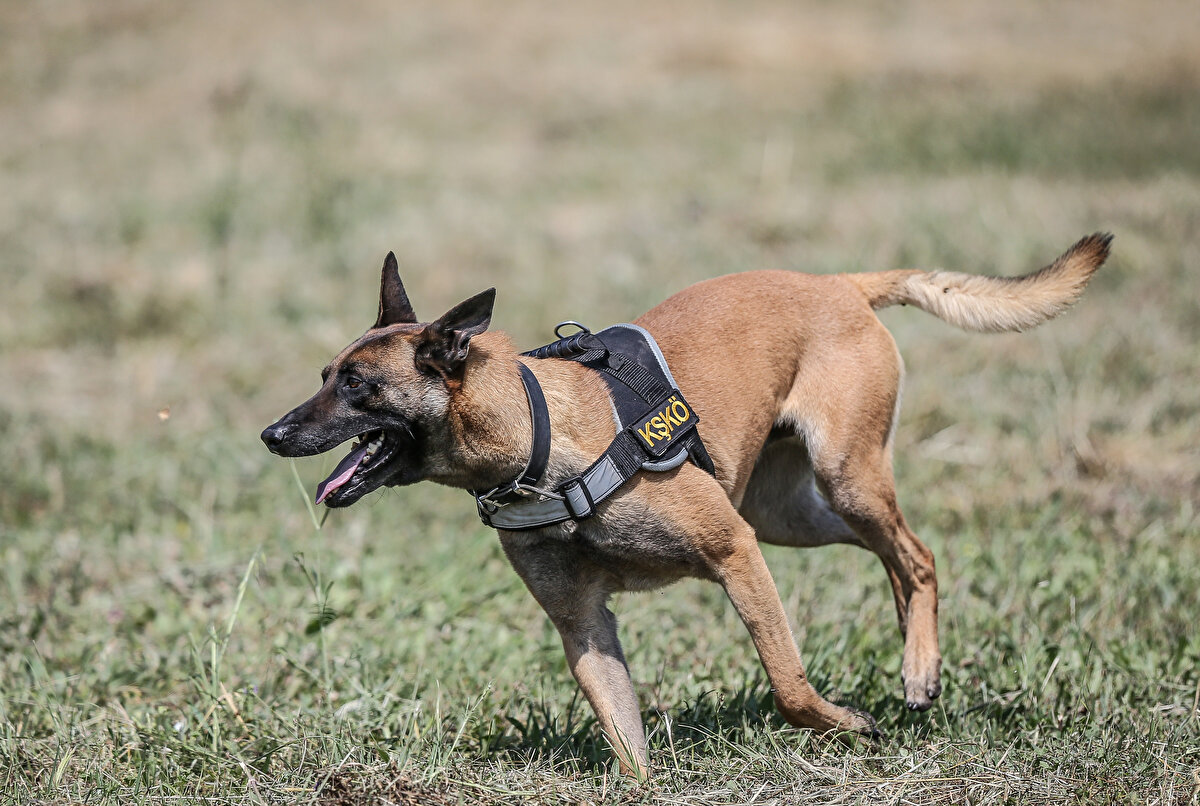 Mehmetçiğin yurt içinde ve sınır ötesinde gerçekleştirdiği operasyonlarda yer alan köpekler, özellikle son dönemlerde icra edilen mağara ve tünel operasyonlarında saklanan teröristlerin tespit edilmesinde aktif rol oynuyor.<br><br>