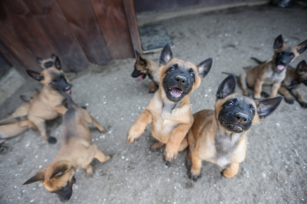 Keşif köpeği branşında eğitimlerine henüz 3 aylıkken başlanan köpekler, özel olarak hazırlanan parkurlarda 18 aylık zorlu bir sürece tabi tutuluyor.<br><br>