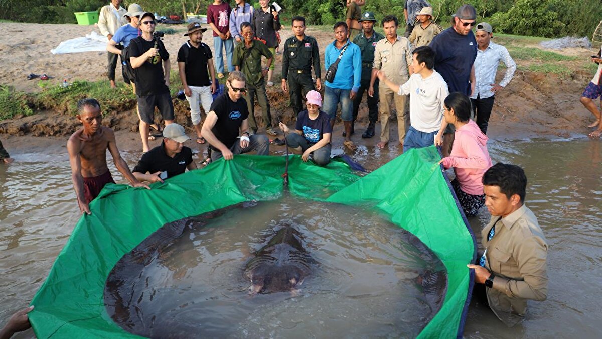 Yakalanan vatoz, 2005 yılında Tayland`da yakalanan 293 kiloluk dev yayın balığı olan önceki rekor sahibini koltuğundan etti.