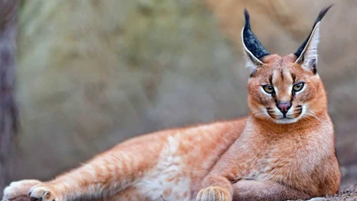 Bölgenin, 4 farklı yaban hayvanının bulunduğu yer olduğunu söyleyen İlemin, "Bu 4 yaban hayvanın burada olmasından dolayı bu bölge resmi olarak korunan alan ilan edildi. Biz bu bölgede halihazırda 2 araştırma projesi yürütüyoruz. Araştırma projemiz geçen yıl yanmış sahalardan bu bölgeye intikal etmiş yaban hayvanlarının alanı nasıl kullandığıyla ilgiliydi. Yaban hayatını takip etmek için bölgede fotokapanlarımız vardı. Gece bize görüntüler gelmeye başlayınca biz hemen alana geldik.<br><br>