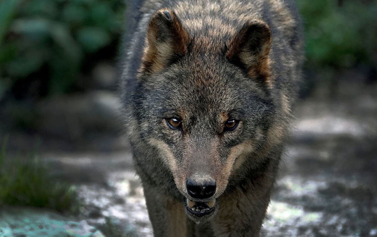 Alanda nadir de olsa kurt görünüyor. Kurtların deniz seviyesine çok yakın yaşadığı noktalarda bir tanesi.