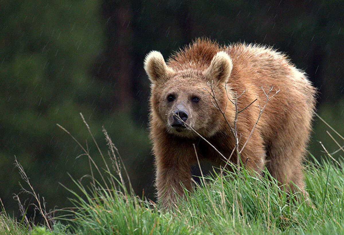 İlemin, "Dünyada bir kızılçam ormanında yaşayan tek bozayı popülasyonu bu bölgede yaşıyor" diye konuştu.<br>