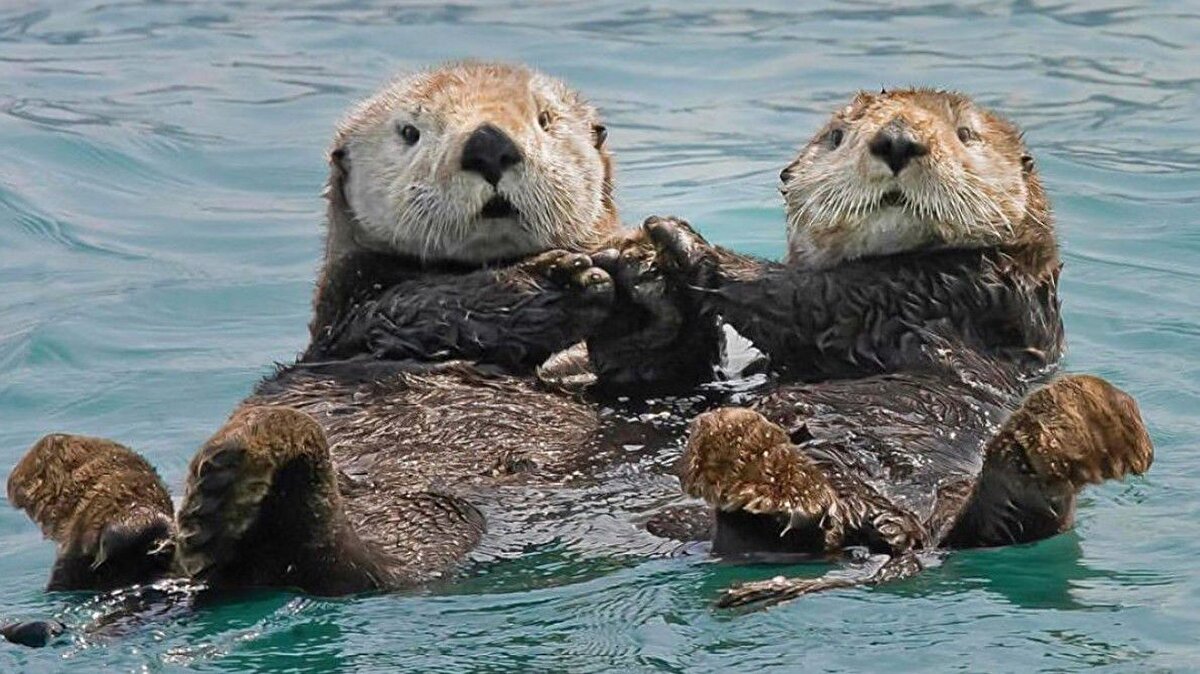 Bu vadinin tabanında akan sularda su samurları yaşıyor. Bu bölgedeki suyun nadir, temiz olduğunun göstergesi indikatör bir tür olan su samurları.