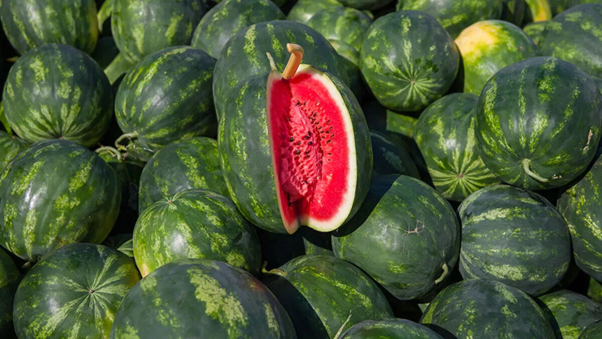 ÇEKİRDEKLERİNİ SAKIN ATMAYIN<br><br><br>Karpuz çekirdeklerinin de karpuz gibi sağlığa birçok olumlu etkisi oluyor. Vitamin, mineral ile yağın yanı sıra içerdiği cucurbocitrin adlı madde sayesinde kan basıncının düşmesine ve böbreklerin temizlenmesine yardımcı olabileceği belirtiliyor. Çekirdeği karpuzla birlikte çiğ halde tüketemiyorsanız kuruttuktan sonra kuruyemiş şeklinde de yiyebilirsiniz. 